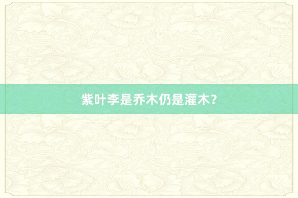 紫叶李是乔木仍是灌木？